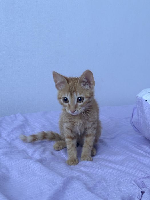 Котенок в добрые руки