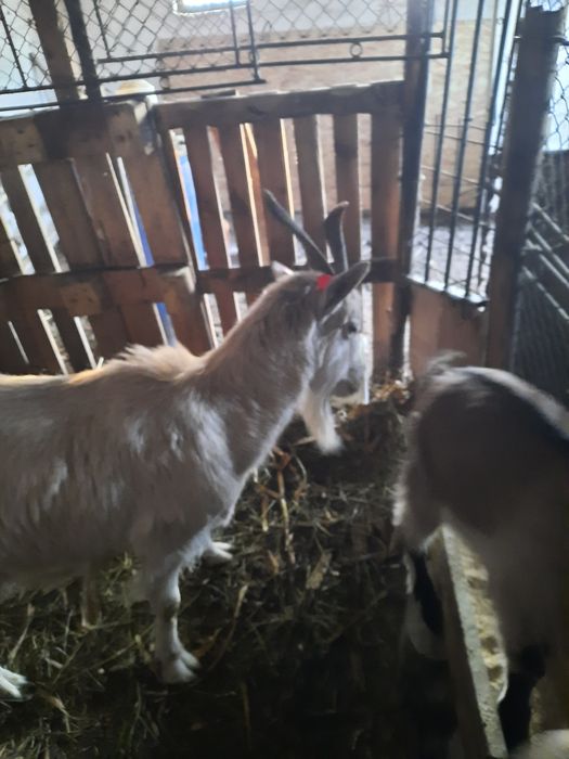 De vânzare capră cu doi iezi alpini