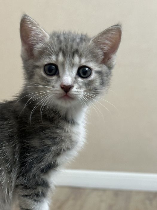 Котята британской кошки