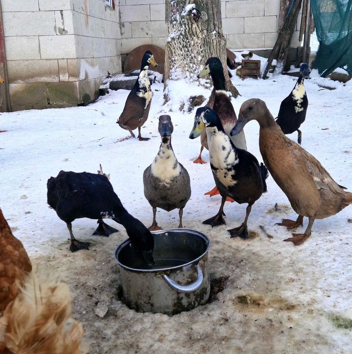 Rațe indiene pentru grădină