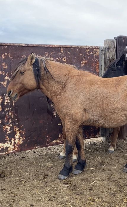 2014 жылғы Айғыр сатылады.