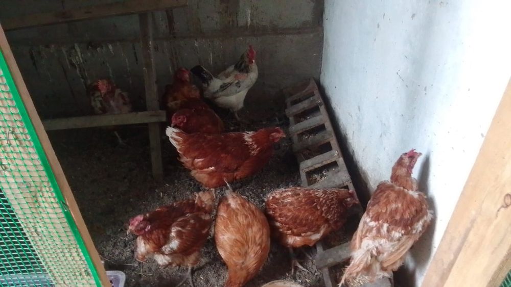 Продам курей несутся нормально