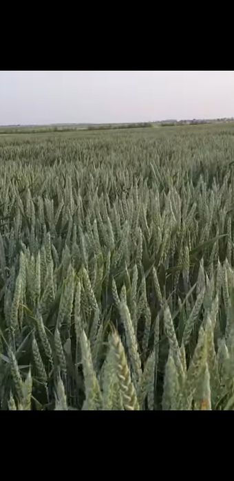 Семена Пшеницы Фокс