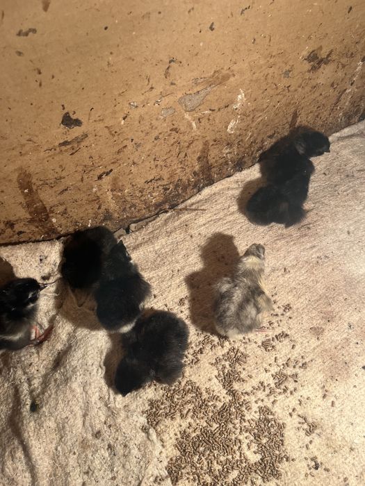 Тауық балапандары