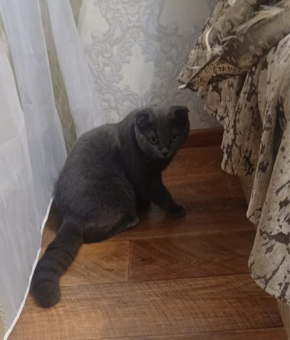Кот в добрые руки
