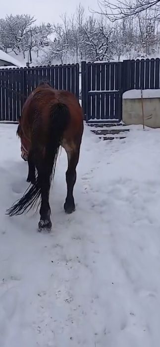 Armăsar de vânzare