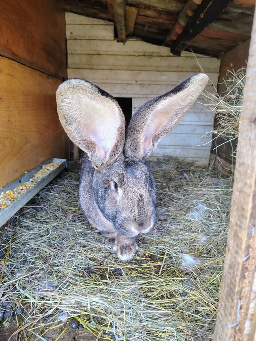 Uriaș German, Uriaș de Transilvania, Hycole francez și Rex pitic