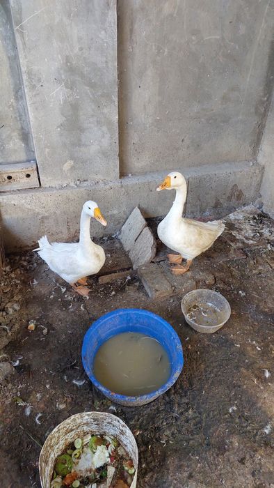 Гозлар 2та кизбола