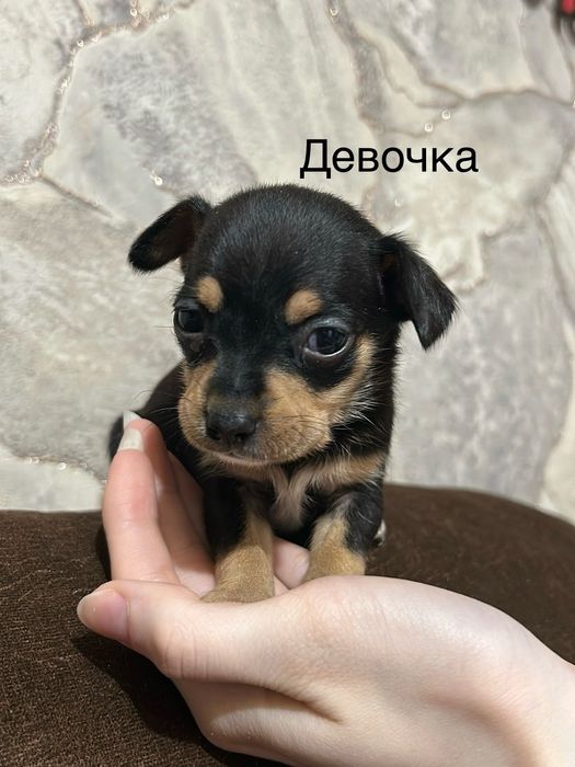 Щенки той терьер