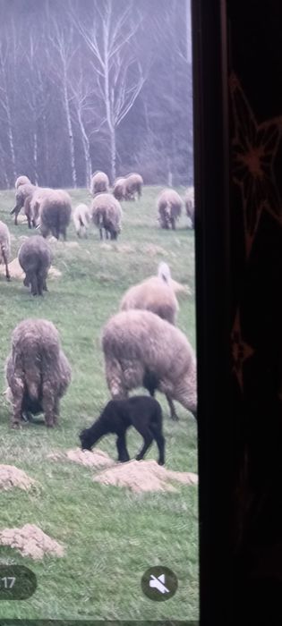 Oi cu mieii cu tot de vânzare