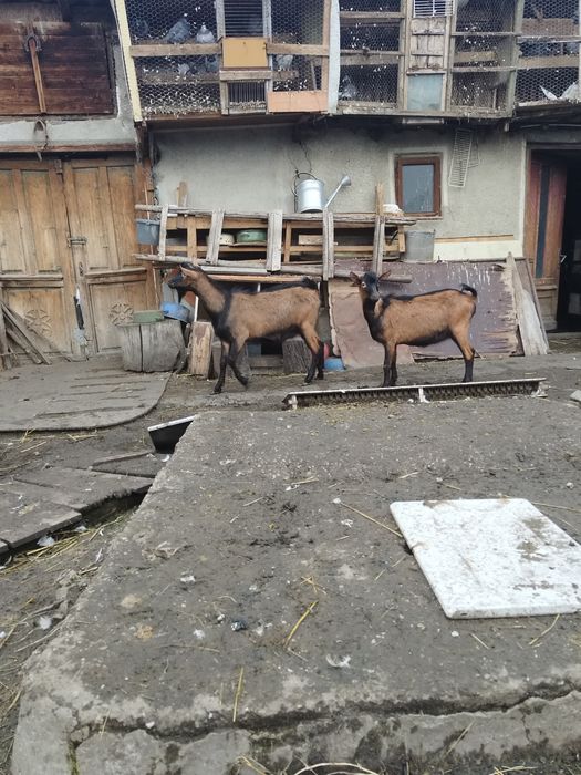 Iezi alpini rasa pura