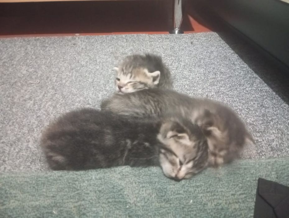Отдам даром котят