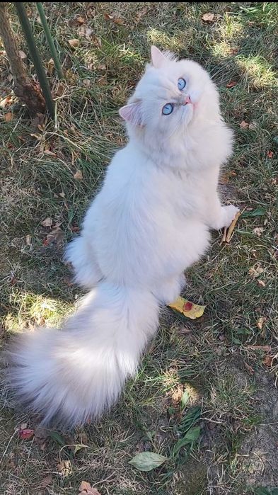 Fetita British Longhair alba cu ochi albastri superba