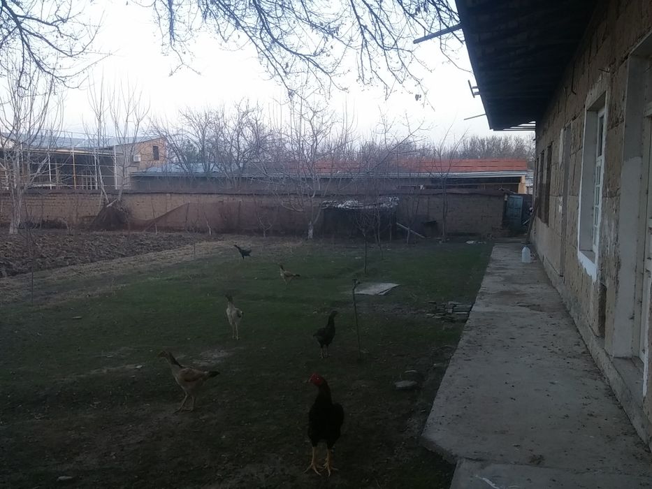 Srochno  Xasanboy  11 sotih 3+2 hona uy sotiladi.  Betonkadan 1.5