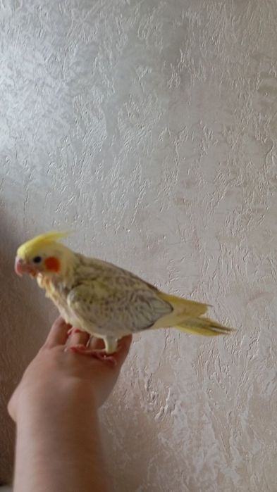 Qushlar sotiladi
