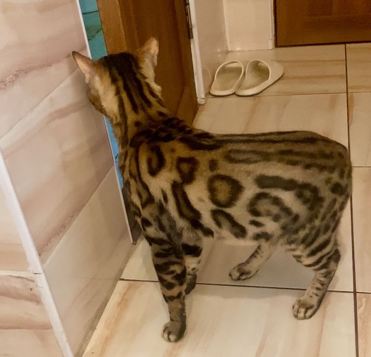 Бенгальский кот с документами . Вязка