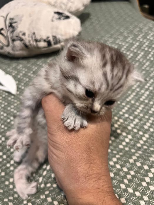 Шотландские котятя