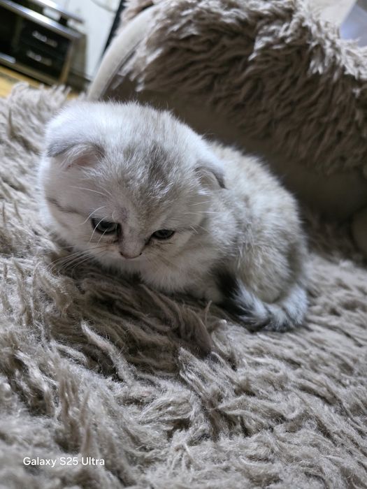 Шиншилла мушук сотилади