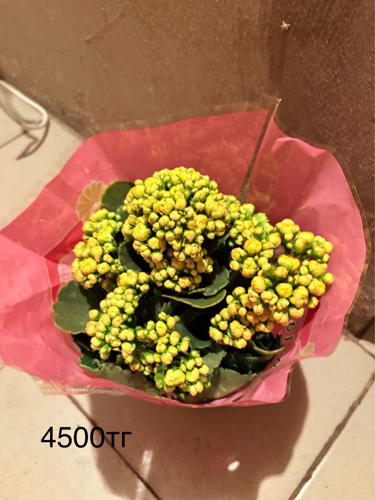 Продаются цветы в горшке