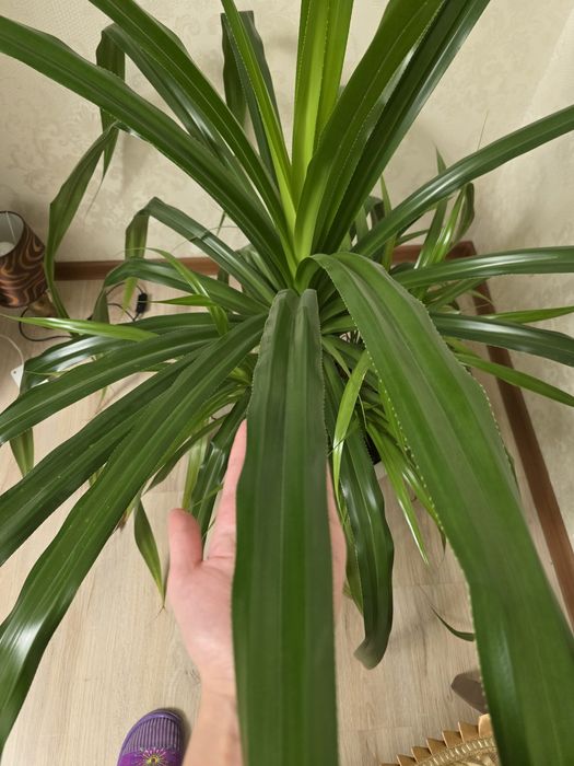 Растение Панданус