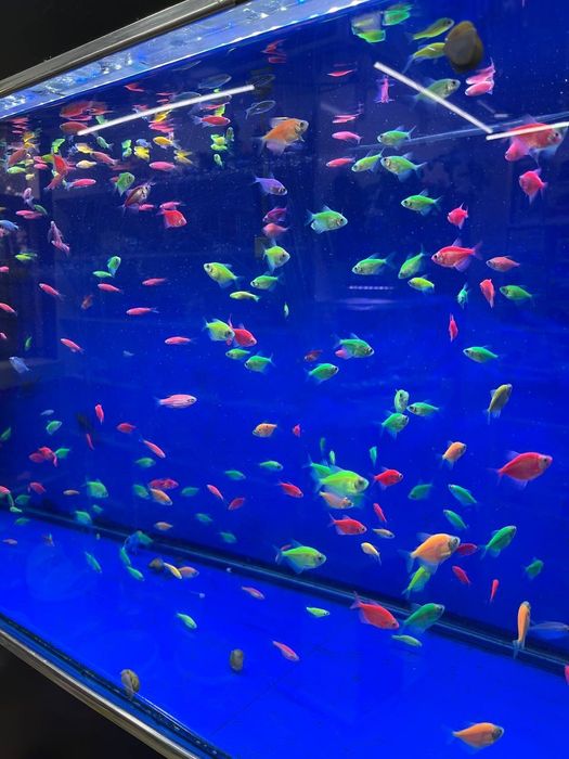 Akvarum va baliq magazin