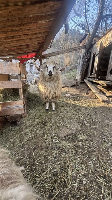 Vand Berbec de 11 luni