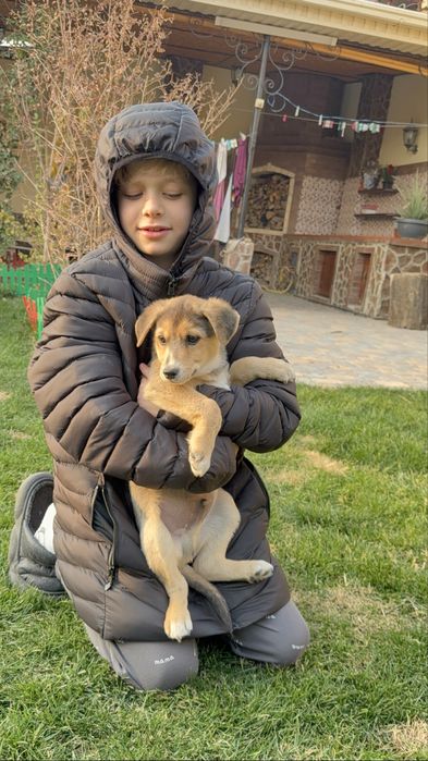 Отдам даром кобель ужоденеый привитый с паспортом проглистован