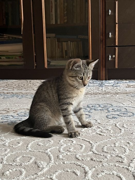 Отдам котенка(девочка) в хорошие руки бесплатно