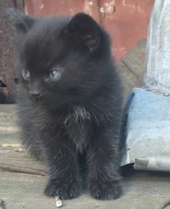 Pisoi spre adoptie