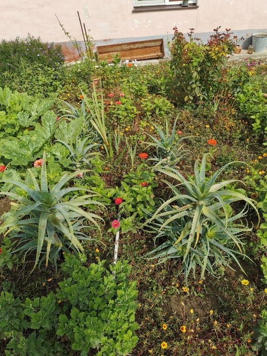 De vânzare plante Aloe Vera