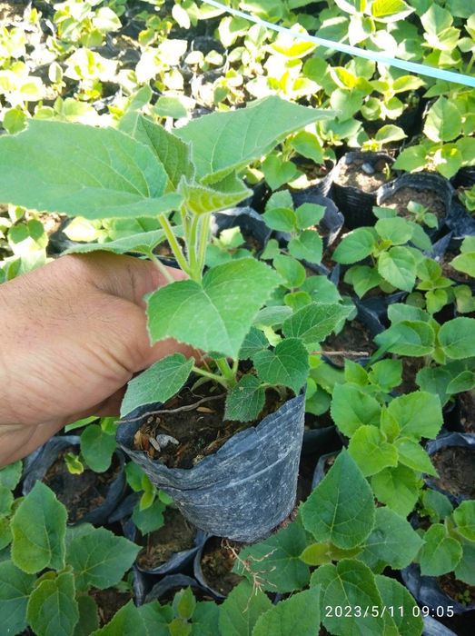 Павлония нихоллари