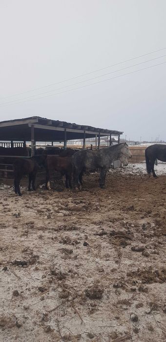 Продам орловских кобыл