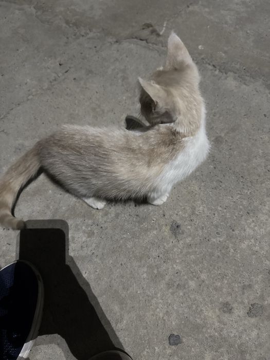 Xadiyaga mushuk beriladi