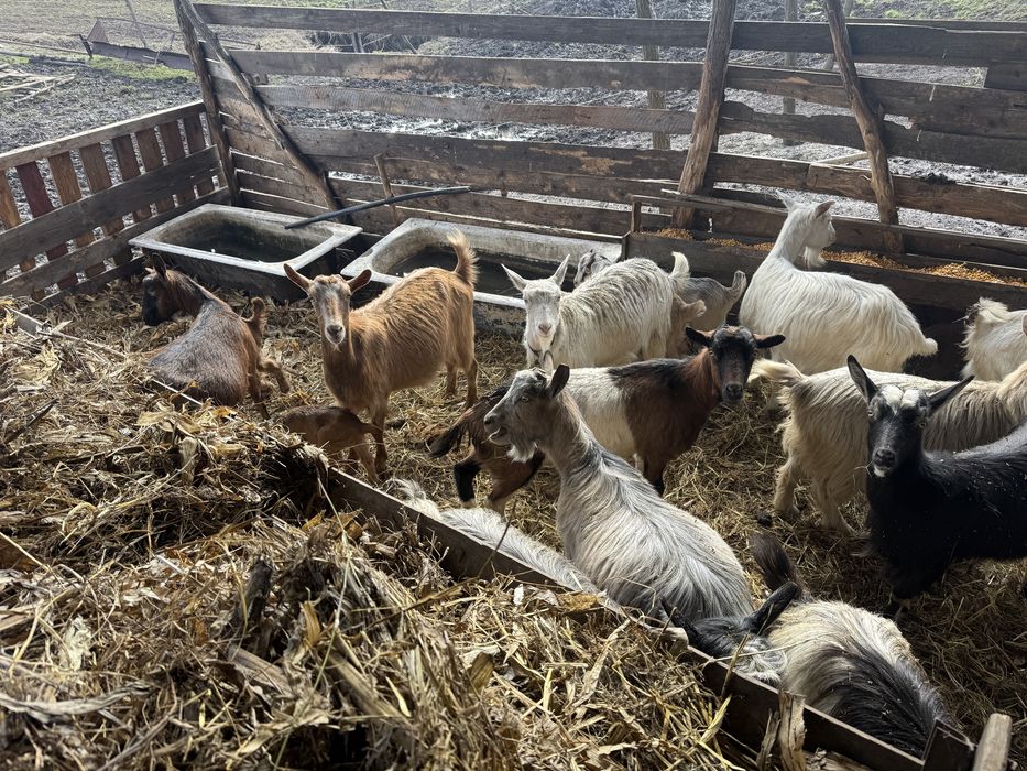 Capre cu iezi disponibile