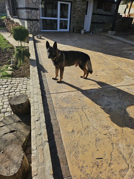 Немска   овчарка