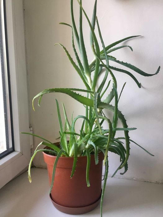 Лекарственное растение Алое