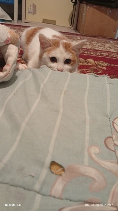 Сүйкімді мысык бар жок алып кетті