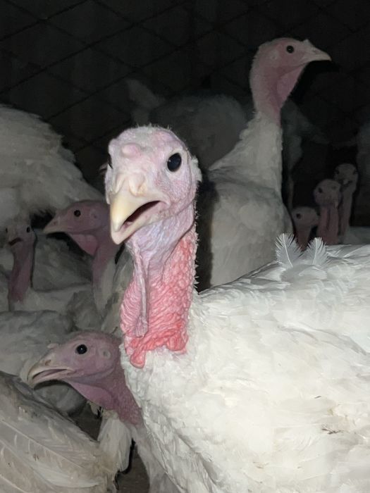 Үндік, күркетауық 2 айлық
