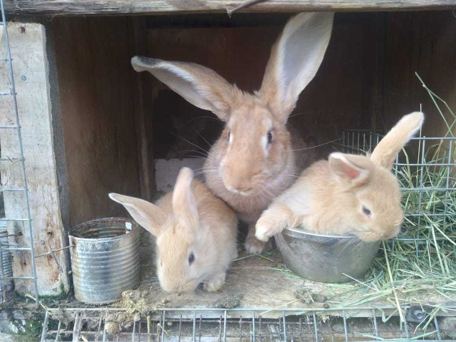 Продам кроликов, молодняк и взрослые