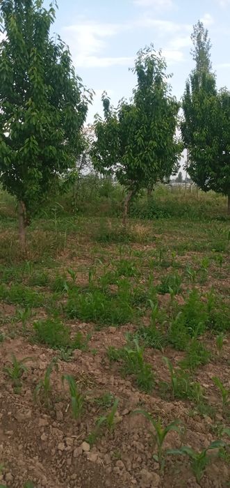 Қуруқ ер сотилади дарё буйида 10 сотиқ