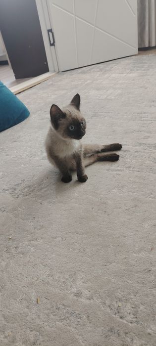 Отдадим в добрые руки.