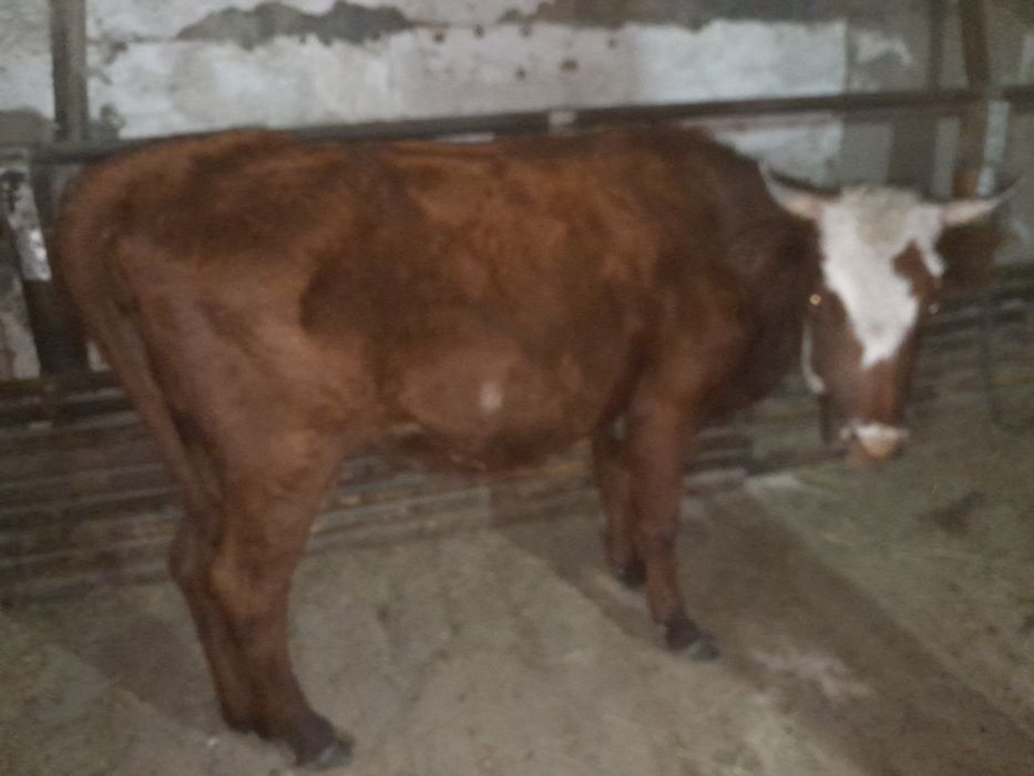 Продам Корову молодую!