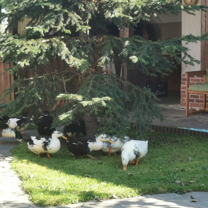 . Ouă pentru consum de găină și rață – naturale, crescute liber