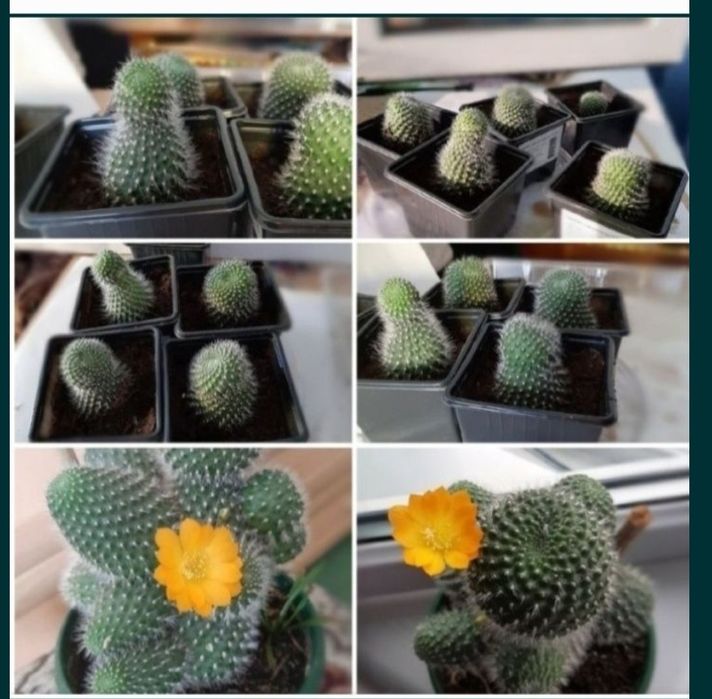 Продам цветок...