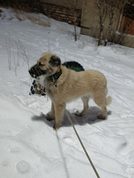 Качественный выгул собак!