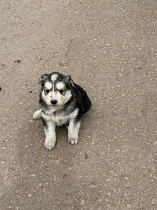 Щенки в добрые руки, мальчики