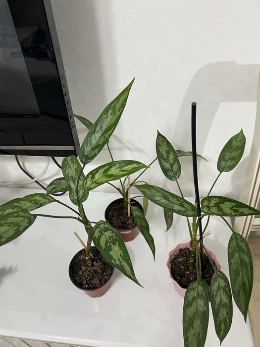 Комнатные цветы распродажа