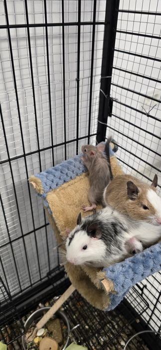 Vând cusca si veverite degu