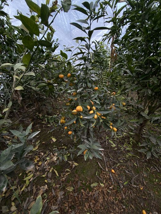 Pomello kumkuvat koʻchatlar