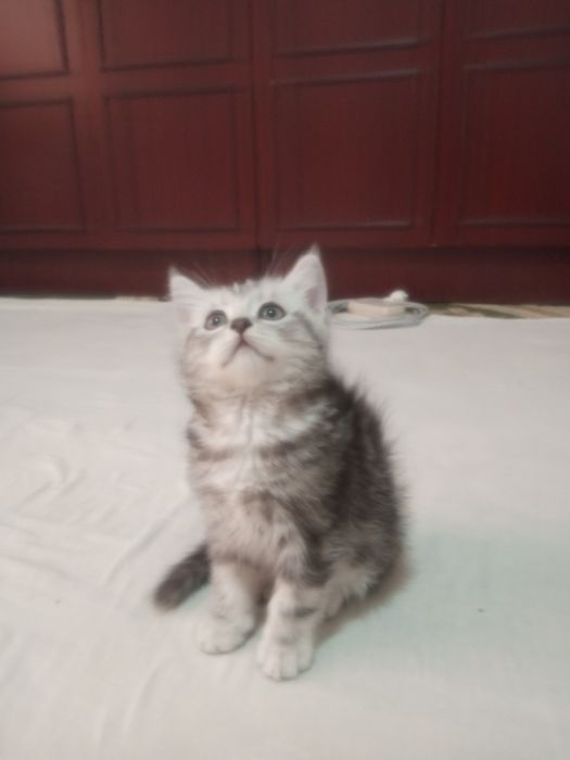 Сотилади британ мушукчалар!!!